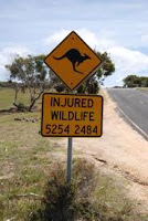 9to5explorer-injured-wildlife