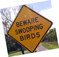 9to5explorer-swooping-birds