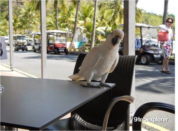hamilton-island-town-9to5explorer